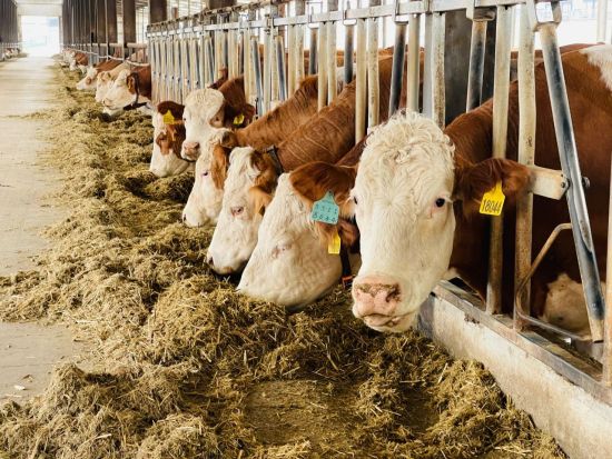 云南省种畜繁育推广中心牛舍内，耳标上标记编码的牛群正在进食