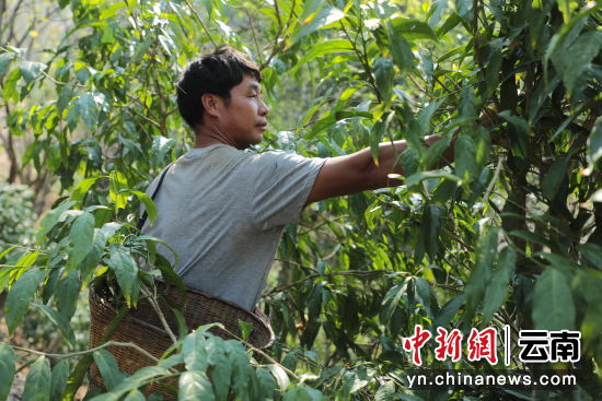 村民陈绍学正在采摘甜菜。